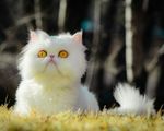 猫咪