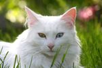猫咪