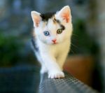 猫咪