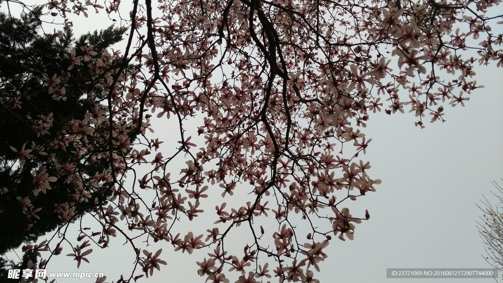 玉兰