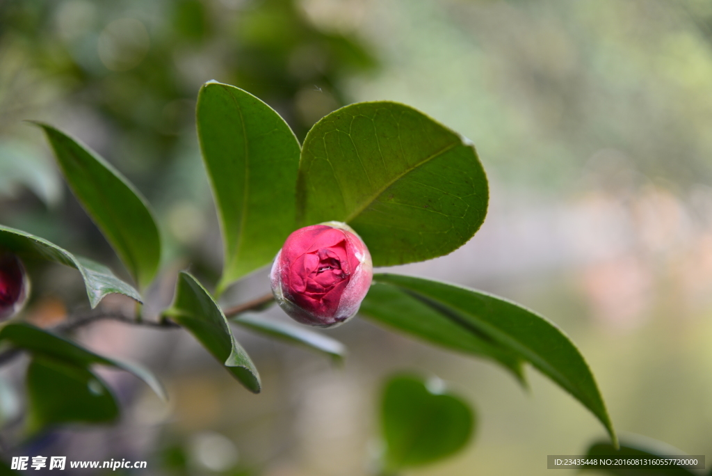 茶花