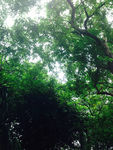 广州树木