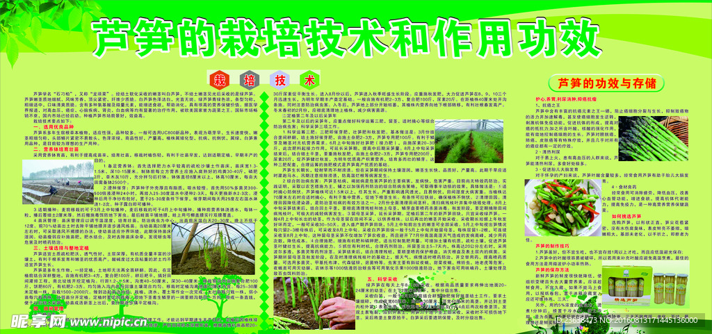 芦笋栽培