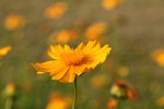野菊花