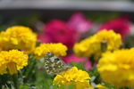 黄花 黄菊花