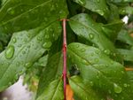 雨后植物