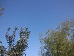 蓝天枣树