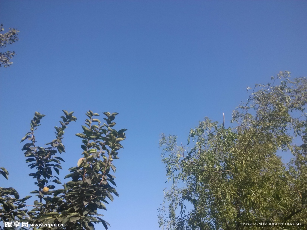 蓝天枣树