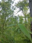 竹林