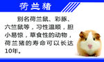 荷兰猪