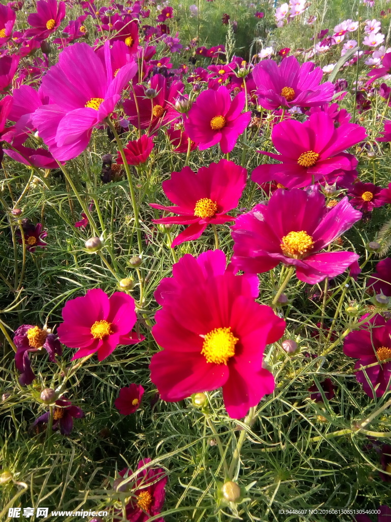 格桑花