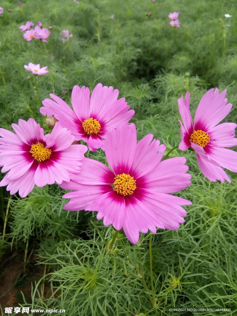 格桑花