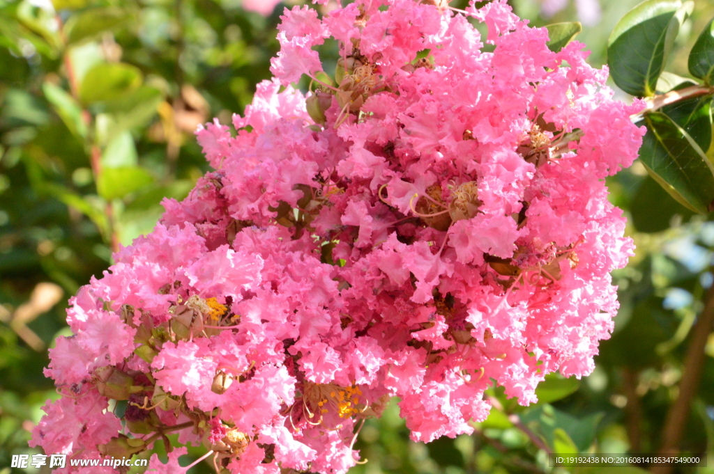 紫薇花