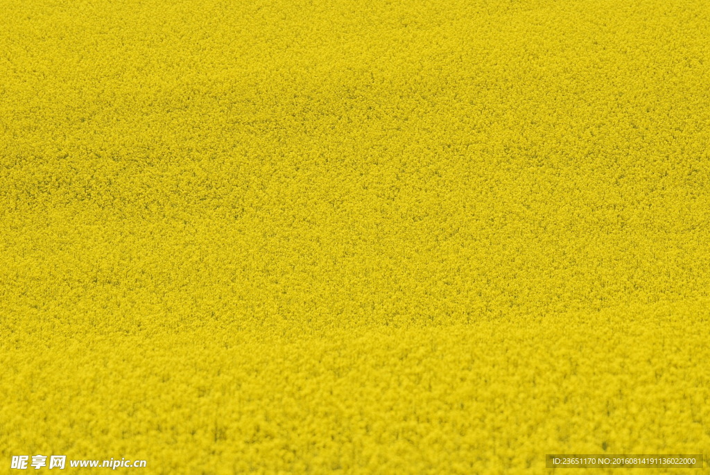 黄色油菜花背景