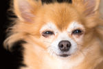 蝴蝶犬