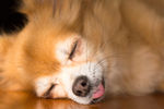 蝴蝶犬