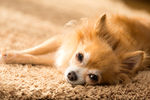 蝴蝶犬