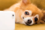 蝴蝶犬