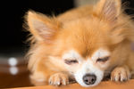 蝴蝶犬