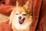 蝴蝶犬