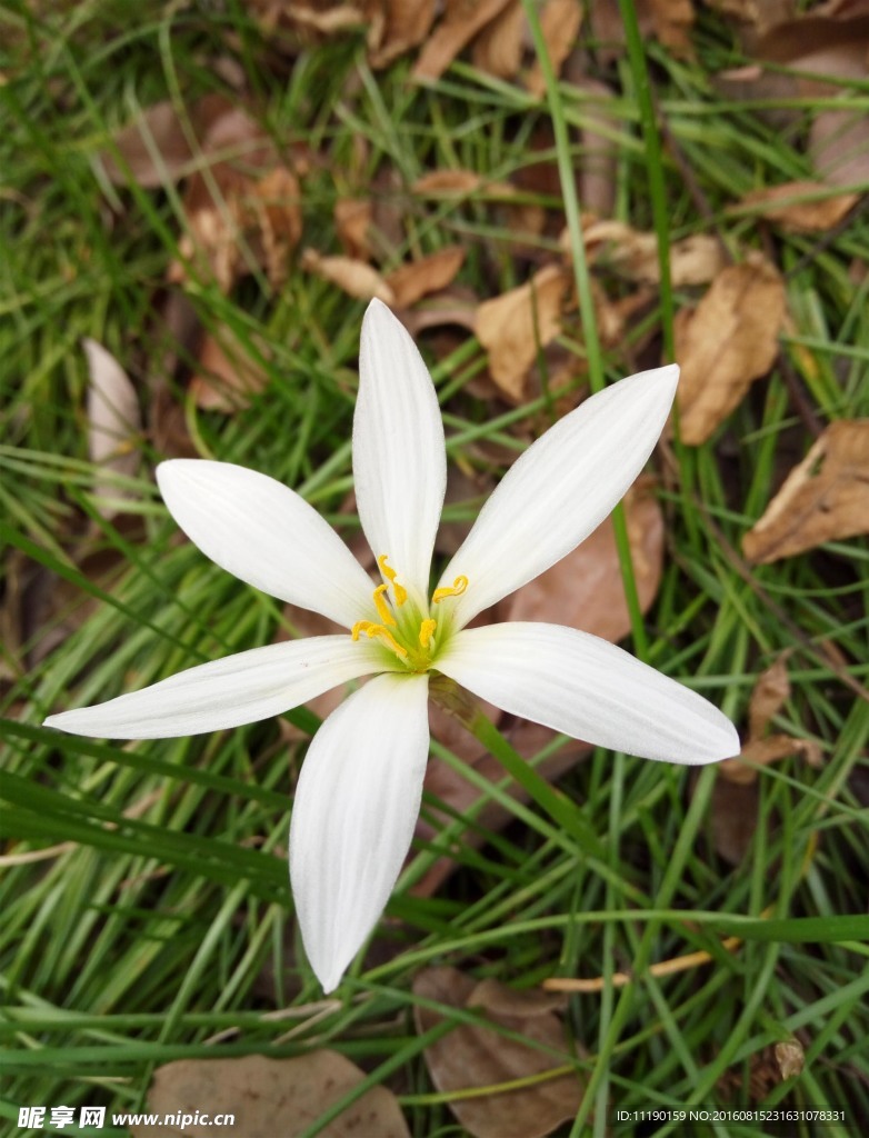 白色葱兰花
