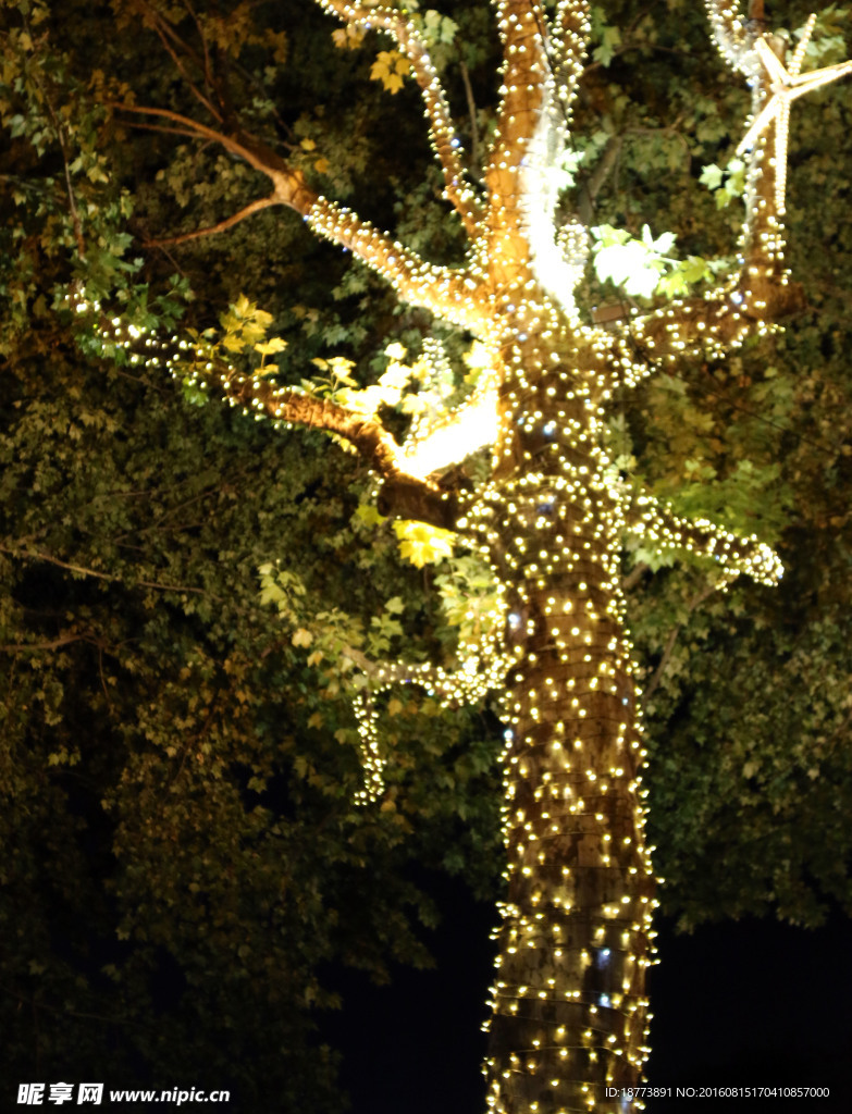 树上的彩灯