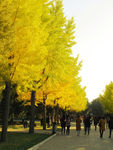 行摄风景 地坛公园 银杏树