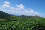 茶山茶园