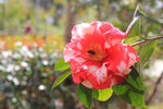 茶花