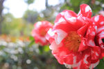 茶花