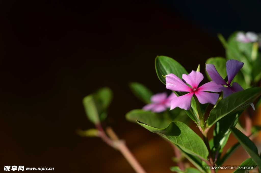 长春花