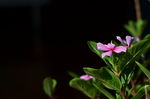 长春花