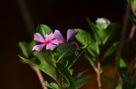 长春花