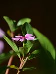 长春花