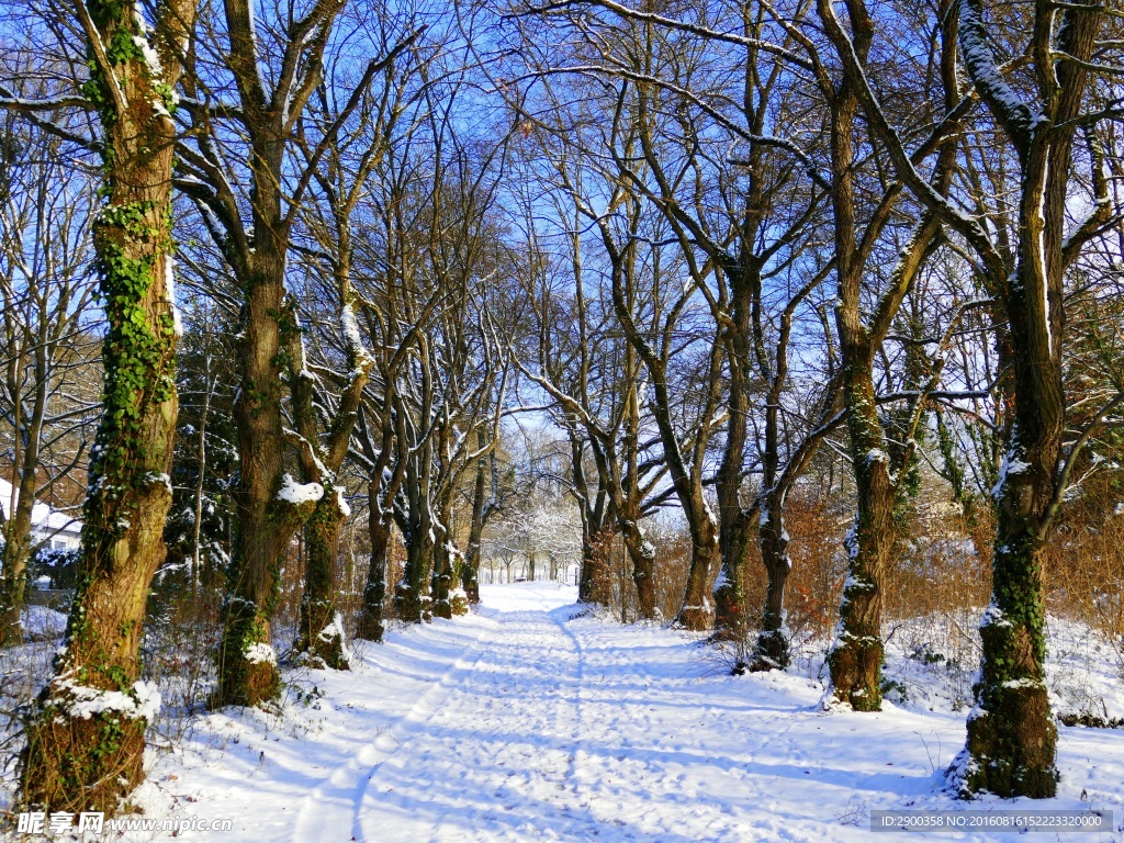 雪路