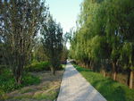 林间小路