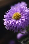 美丽的蓝翠菊
