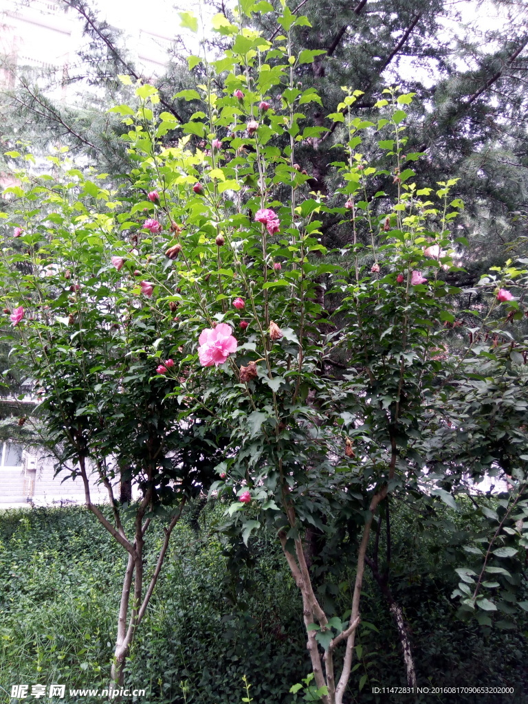 花树