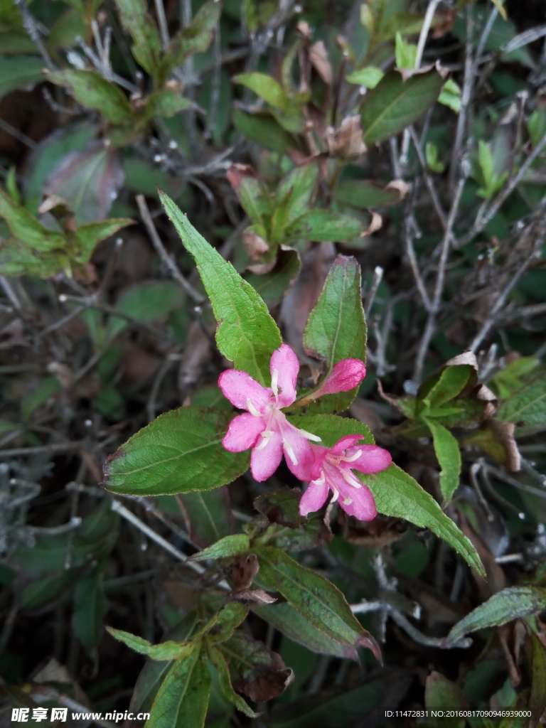小红花