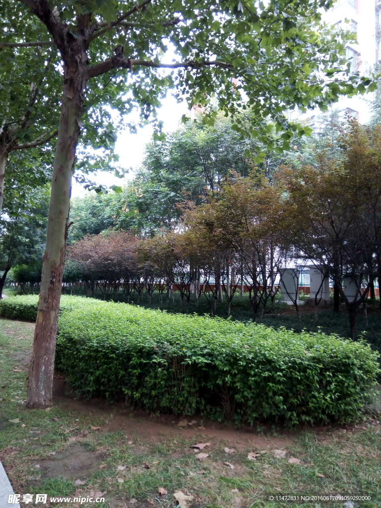 小区景色