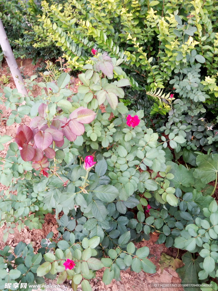 月季花