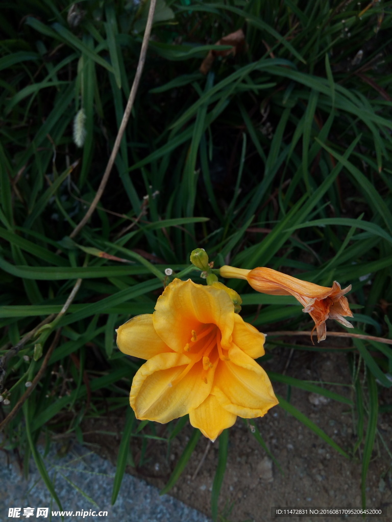 黄花