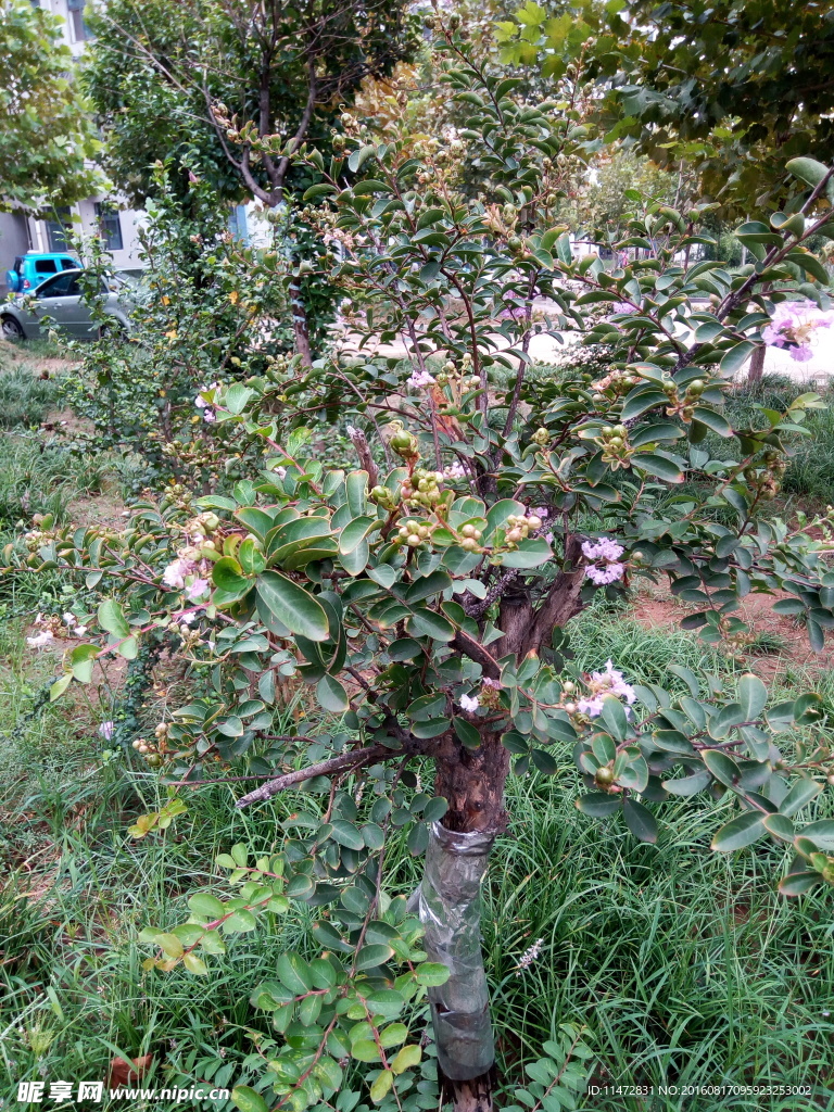 花树