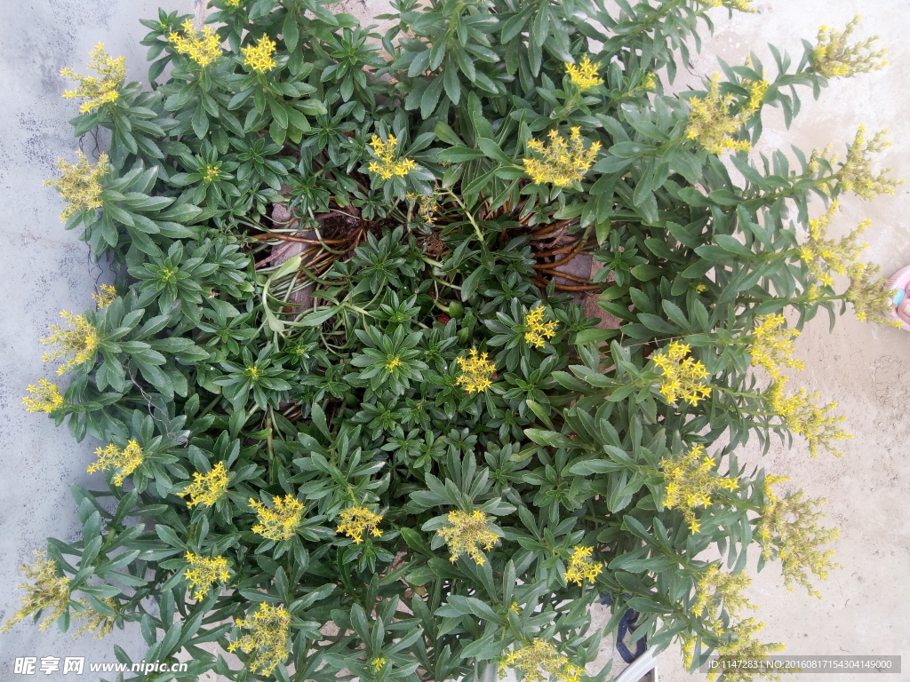 黄花