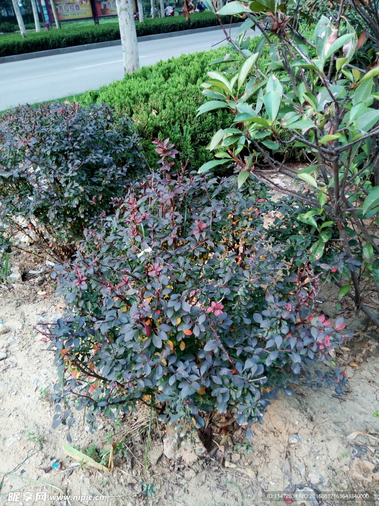 绿叶植物