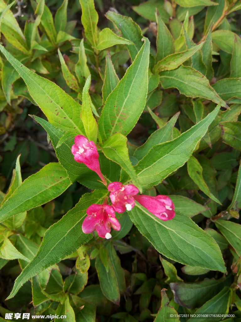 小红花
