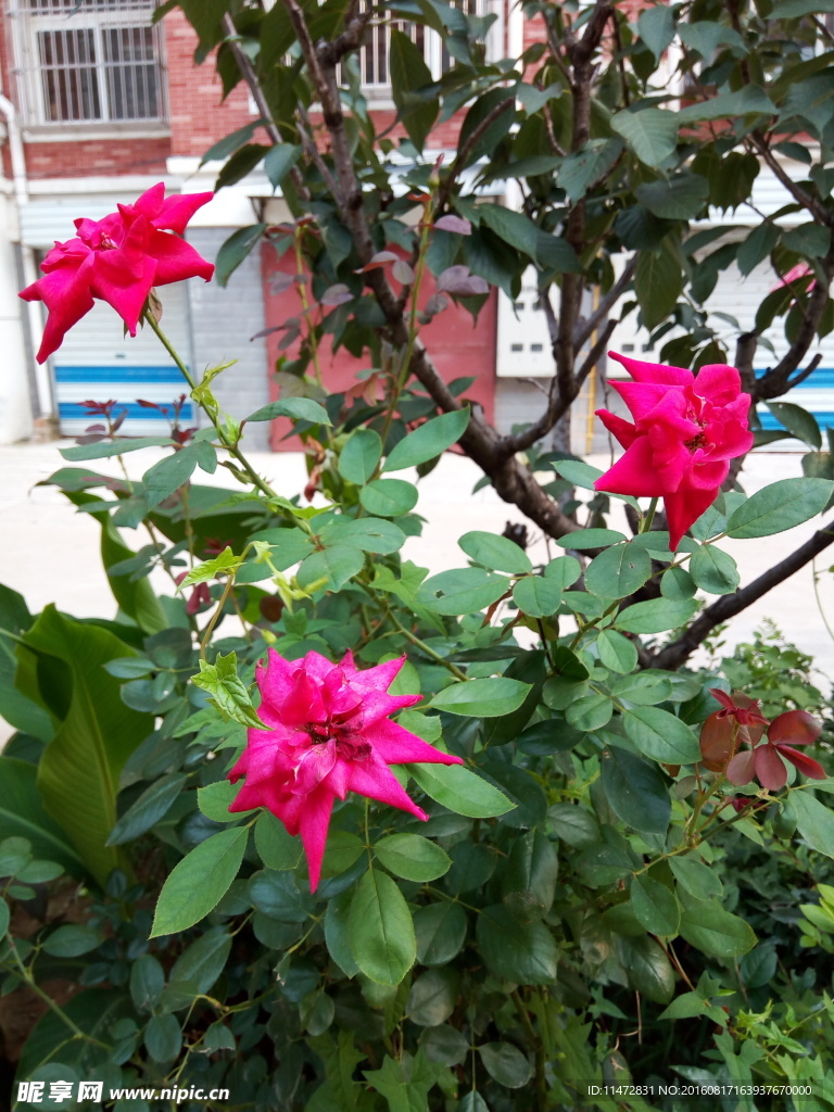 月季花