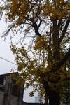 古银杏