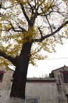 古银杏
