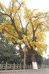 古银杏